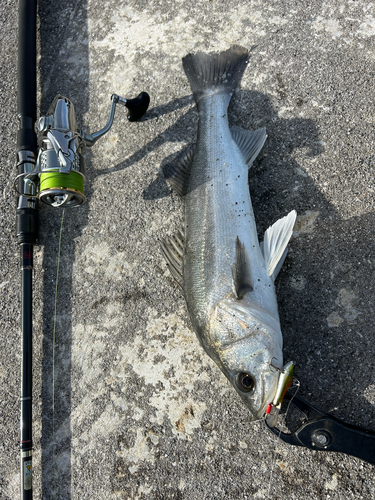 シーバスの釣果