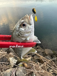 メッキの釣果