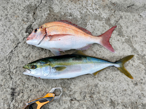 ハマチの釣果