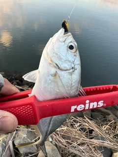 メッキの釣果