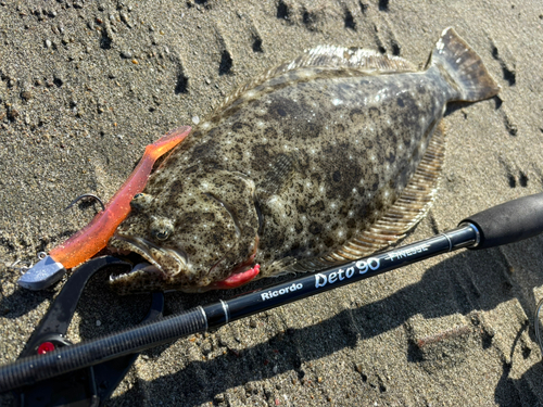 ヒラメの釣果