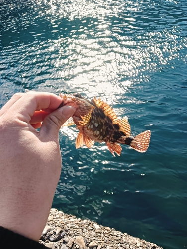 カサゴの釣果