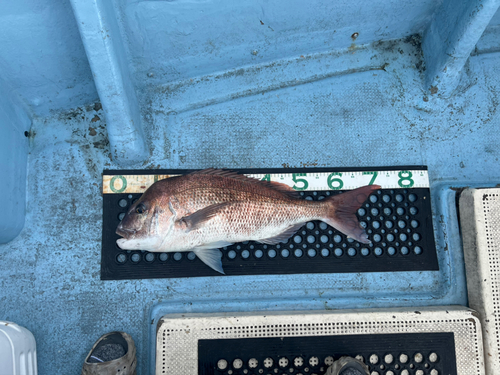 マダイの釣果