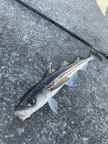 スケトウダラの釣果