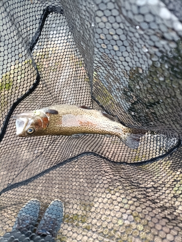 ニジマスの釣果