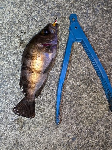 メバルの釣果