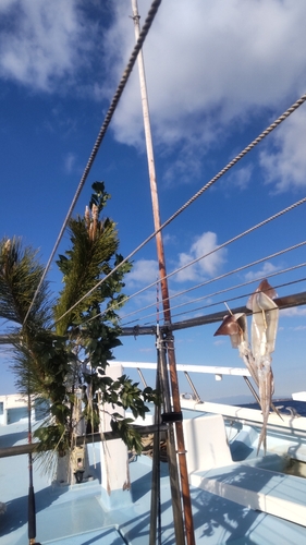 スルメイカの釣果