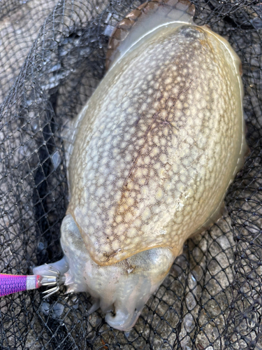 シリヤケイカの釣果