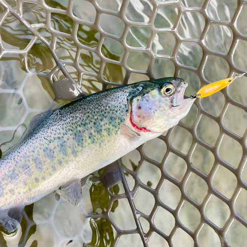 ニジマスの釣果