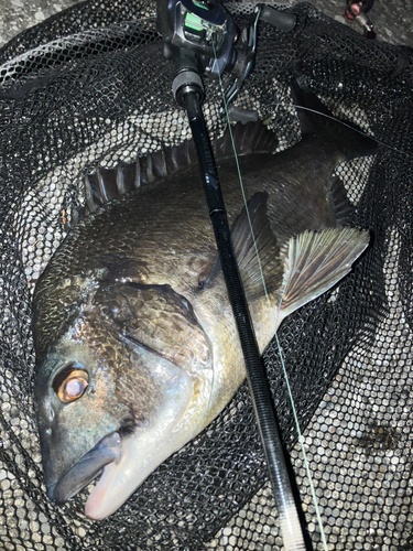 クロダイの釣果