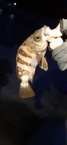 アイナメの釣果