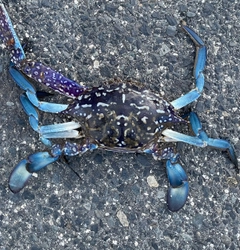 タイワンガザミの釣果