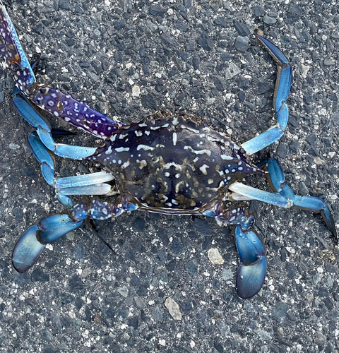 タイワンガザミの釣果