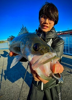 スズキの釣果