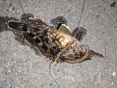 カサゴの釣果