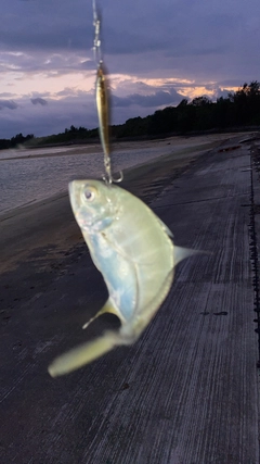 メッキの釣果