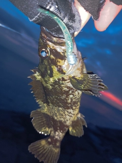 タケノコメバルの釣果