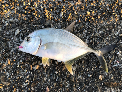 ロウニンアジの釣果