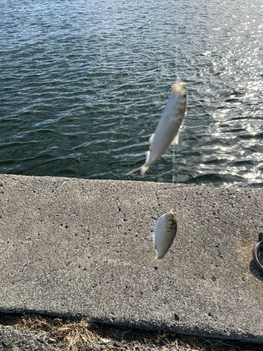 コハダの釣果