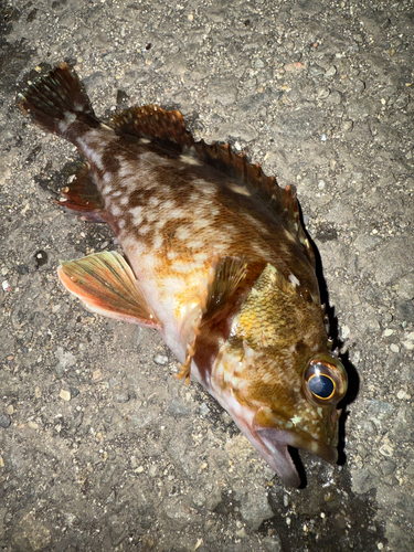 カサゴの釣果