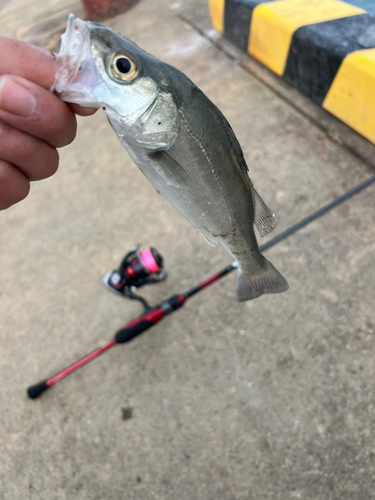 セイゴ（タイリクスズキ）の釣果