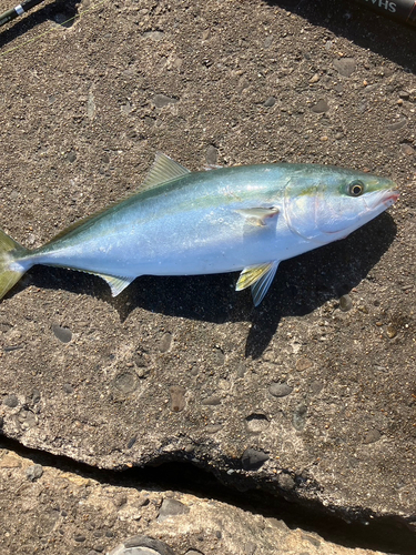 ブリの釣果