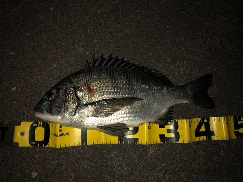 クロダイの釣果