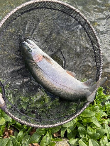 ニジマスの釣果