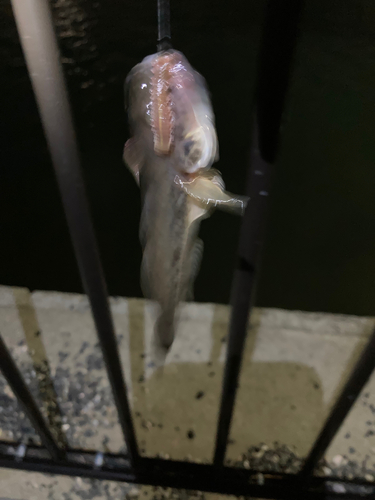 マハゼの釣果