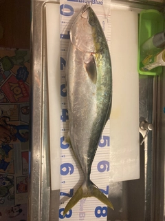 ブリの釣果