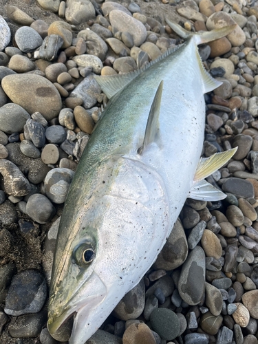 ブリの釣果