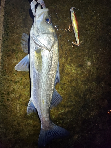 シーバスの釣果