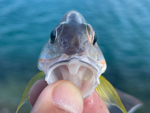 オキフエダイの釣果