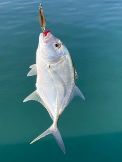 ロウニンアジの釣果