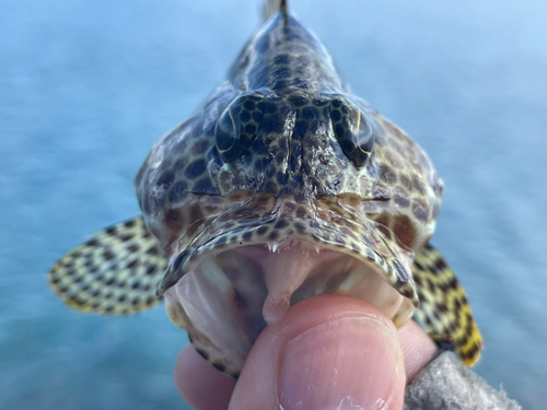 カンモンハタの釣果