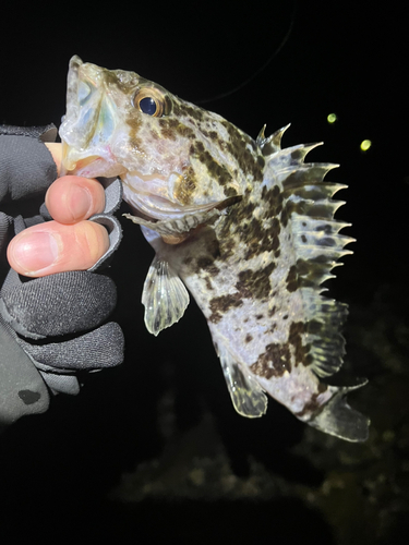 タケノコメバルの釣果