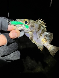 メバルの釣果