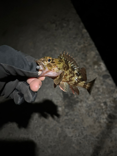 カサゴの釣果