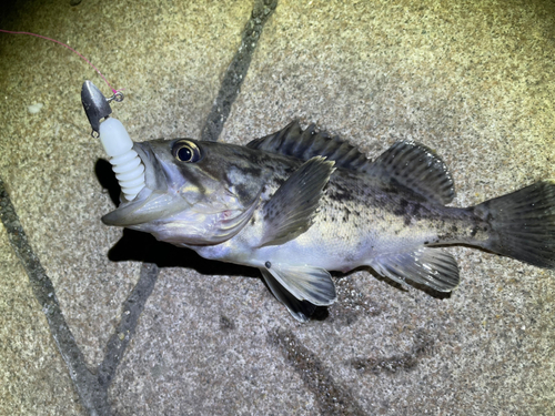 クロソイの釣果