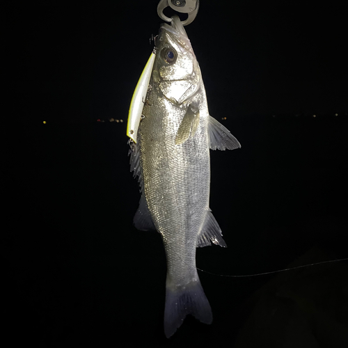 フッコ（ヒラスズキ）の釣果