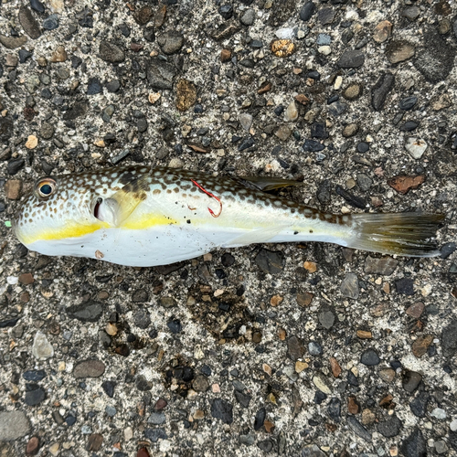 クサフグの釣果