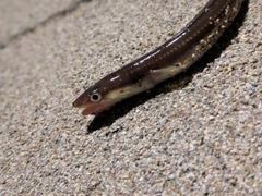 アナゴの釣果