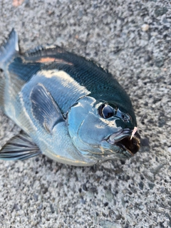 クチブトグレの釣果