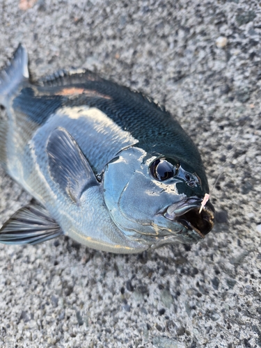 駿河湾