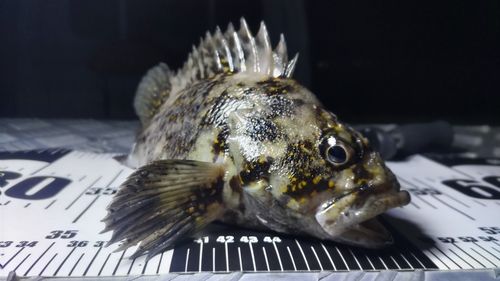 オウゴンムラソイの釣果