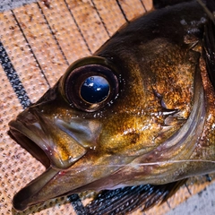 シロメバルの釣果