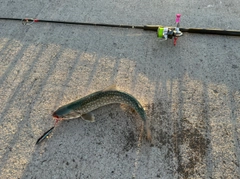 アメマスの釣果