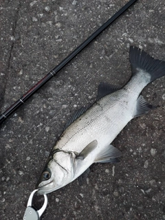 ヒラスズキの釣果