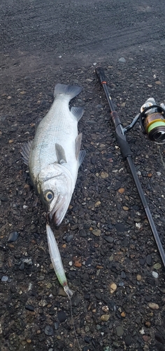 ヒラスズキの釣果