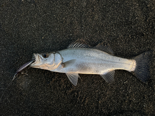 セイゴ（ヒラスズキ）の釣果